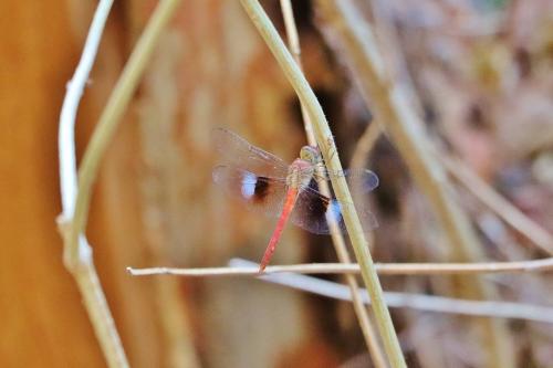 Tholymis tillarga